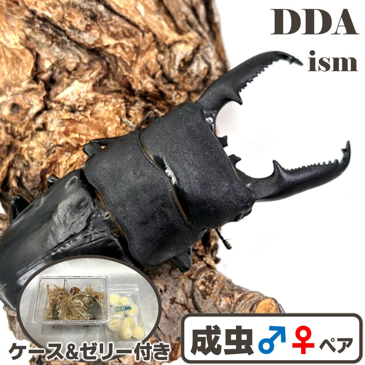 シリアルカード付き OAGARIパラワン【DDA】極太 ♂108.7-34.4-35.3mm ♀50.8mm(OAGARI) パラワンオオヒラ..