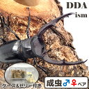 【DDA】貴重!飼育品 マンディブラリスフタマタ 成虫 ♂70〜90mmUP ペア プレゼント付き dda クワガタ 生体