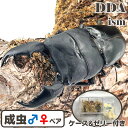 インドネシア便/天然個体【DDA】スマトラオオヒラタ (アチェ産) 成虫 WD♂70~92mm ペア プレゼント付き dda クワガタ 生体