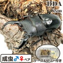 大型種!極太【DDA】アマミヒラタ 成虫 ペア ♂55〜70mmUP プレゼント付き dda クワガタ 生体