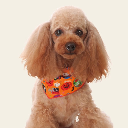 ＼本日は当店P2倍+奇跡のW勝利でP3倍!更に1,000円クーポン配布中／ ハロウィンバンダナ Lサイズ（中型犬、大型犬用）のサムネイル