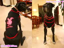 \本日最終300円オフ/ 犬服 PLAYDOG★タンクトップ ( 小型犬用 ) 【犬の服2点購入で送料無料】