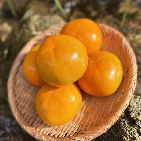 DISM & Co.の【本日P最大4倍★最大500円OFFクーポン】 秋王 1kg 500g×2パック 冷凍柿 福岡県産 高級柿 ブランド柿 柿 かき カキ 冷凍フルーツ デザート お取り寄せ グルメ ギフト 贈り物 贈答用｜アングル3