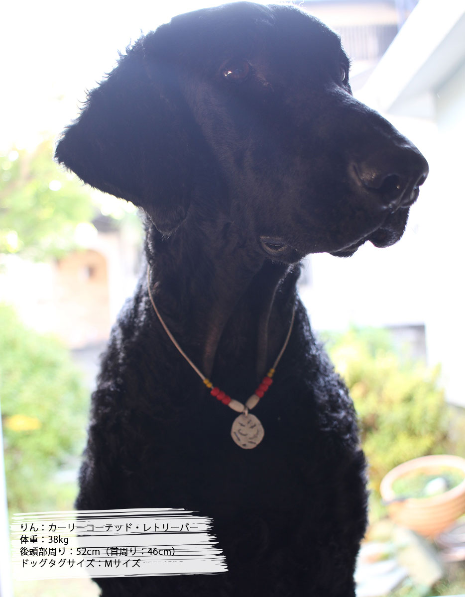 小型犬 シルバー ドッグタグ ＆ 本革チョーカー SS , Sサイズ STUDIO T&Y シルバー...