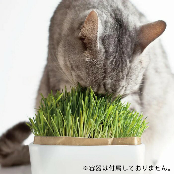 DearKM 楽天市場店のHARIO ハリオ 猫草 猫食べる草 2個パックセット ペットの食べる草 日本製 猫草栽培セット 猫用おやつ 猫草栽培キット ねこ 毛玉 種 国産 有機栽培 セット ネコ 猫 ストレス発散 プレゼント ギフト【イチオシ！】pts-nk-2p-sh｜アングル2