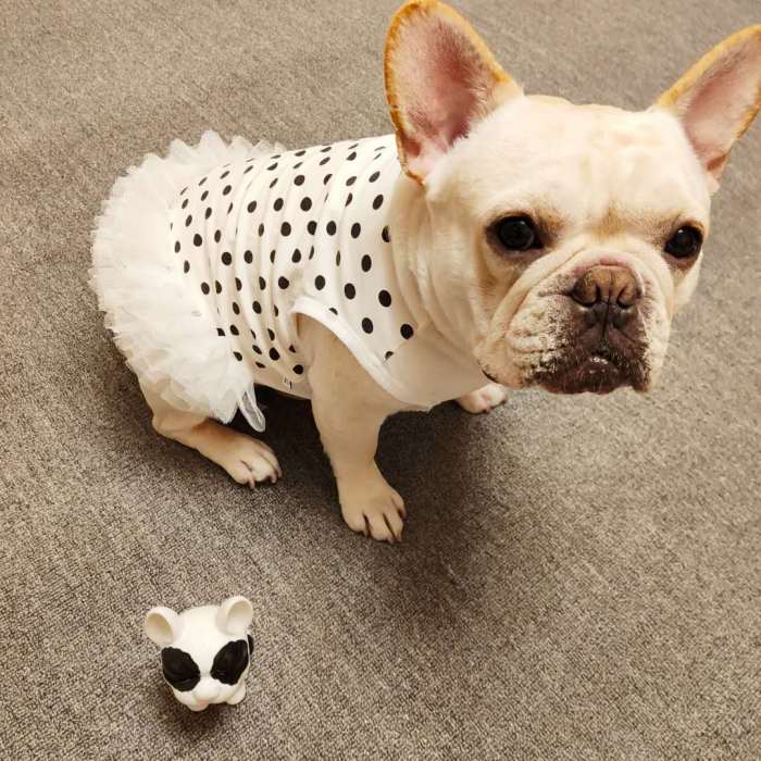 犬服 春 夏 フレンチブルドッグ フレブル 女の子 スカート ペット服 犬 服 洋服 カジュアル おしゃれ かわいい 中型犬 小型犬 大型犬 水玉柄 犬服 ドッグウェア KM077SK