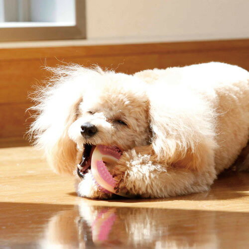 �ڤ����󤻡� �ϡ��� �ǥ󥿥� �ƥ������� ���եȥ����� Ķ������������ S��M ( Ķ������������ S��M )