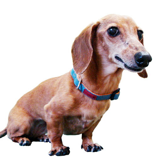 【お取り寄せ】 ブルーミー デニムカラー M ライトブルー ( M , ライトブルー )