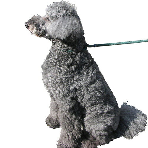 【お取り寄せ】 パークマスター ワークアウト チョークリード M グリーン ( M , グリーン )