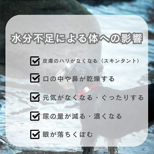 【お取り寄せ】 ボンパスト　犬用　サツマイモペースト5g　X　5本　日本
