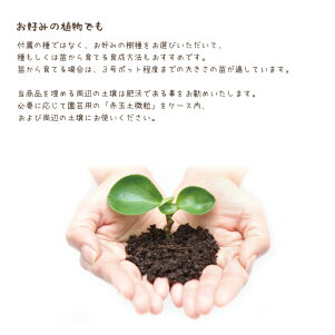楽天市場 4 7月発芽時期 遺灰で育てる 樹木葬キット Bios Urn For Petペット 樹木葬 粉骨 ペット骨壷 埋葬 骨 遺灰 遺骨 犬 猫 動物 庭 自宅 埋める 供養 ペット供養 ペット仏具 メモリアル ペットロス 49日 1周忌 プランター シンボルツリー 葬儀 お墓 墓 墓石 楽天市場 4 7月発芽時期 遺灰で育てる 樹木葬キット Bios Urn For Petペット 樹木葬 粉骨 ペット骨壷 埋葬 骨 遺灰 遺骨 犬 猫 動物 庭 自宅 埋める 供養 ペット供養 ペット仏具 メモリアル ペットロス 49日 1周忌 プランター シンボルツリー 葬儀 お墓 墓 墓石