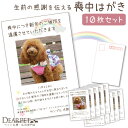 ペット 喪中はがき 印刷 名入れ無料 10枚 セット 【ネコポス対応】 ペット用 喪中 葉書 ハガキ メッセージ 手紙 お名前 写真入り 犬 猫 うさぎ ハムス...