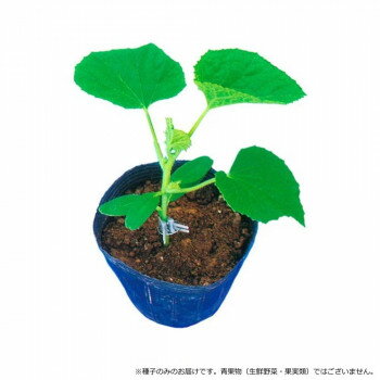 小林種苗 台木用メロン リキエース2号　8139　100粒 ガーデニング・DIY・防殺虫 ガーデニング・花・植物・DIY