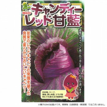小林種苗 キャベツ種子 キャンディーレッド　3676　小袋(1ml) ガーデニング・DIY・防殺虫 ガーデニング・花・植物・DIY