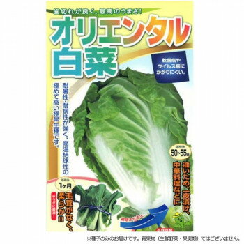 小林種苗 ハクサイ種子 オリエンタル　4　小袋 1.5ml ガーデニング・DIY・防殺虫 ガーデニング・花・植物・DIY