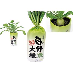 (まとめ)アーテック 自分大根 【×5セット】 (まとめ)アーテック 自分大根 【×5セット】