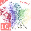 【訳あり】10g ラメ付き♪ ソフトミニ ドライフラワー 全5色 【10/27入荷】