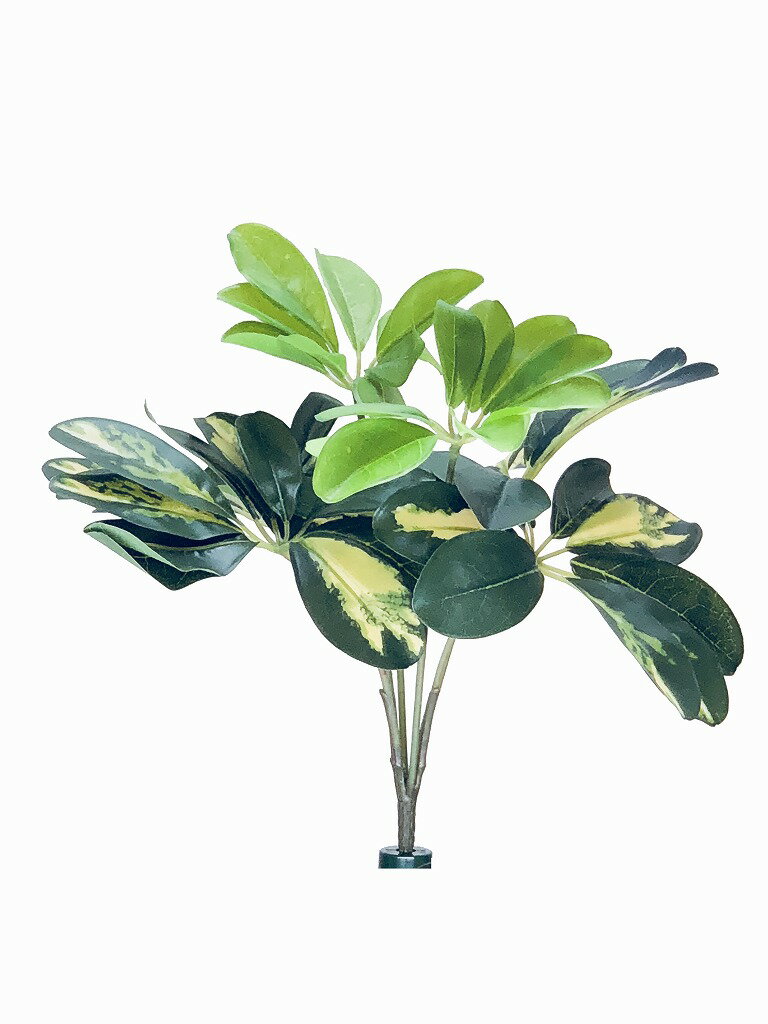 カポック（デコプランツ）【デコプラ】