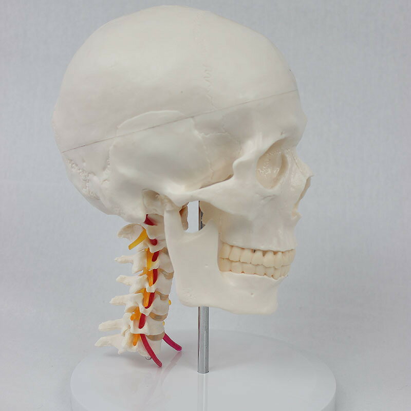 頭蓋骨モデル 実物大 骨格模型 骨 模型 ヒュ...の紹介画像2