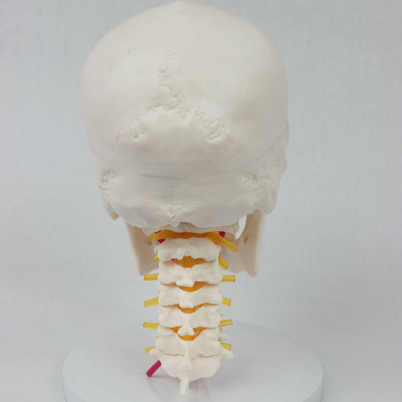 頭蓋骨モデル 実物大 骨格模型 骨 模型 ヒュ...の紹介画像3