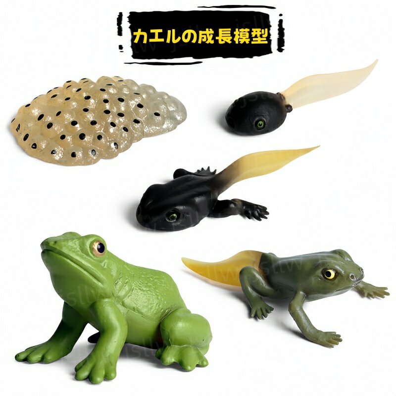 カエルの成長サイクル模型 リアル動物模型 おもちゃ 子供学習玩具 カエルの成長過程ミニチュア模型 知育玩具 カエルのライフサイクル 置物 教材 動物 幼稚園 小学校 科学教育 蛙の子 蝌蚪 こおたまじゃくし オタマジャクシ 変態観察 変態サイクル