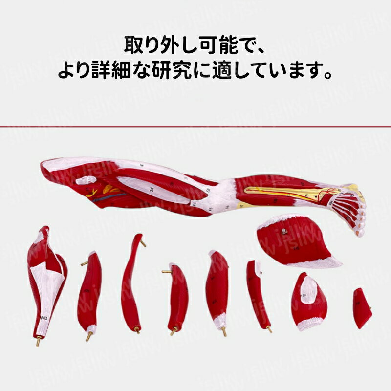 人体下肢筋肉構造モデル 筋肉解剖模型 下肢の筋肉分解 腓腹筋 膝窩筋 展示スタンド付き 取り外し可能 組み立て デラックスモデル 人体模型 教学用モデル 医学教育用 院内模型 施術説明用 2
