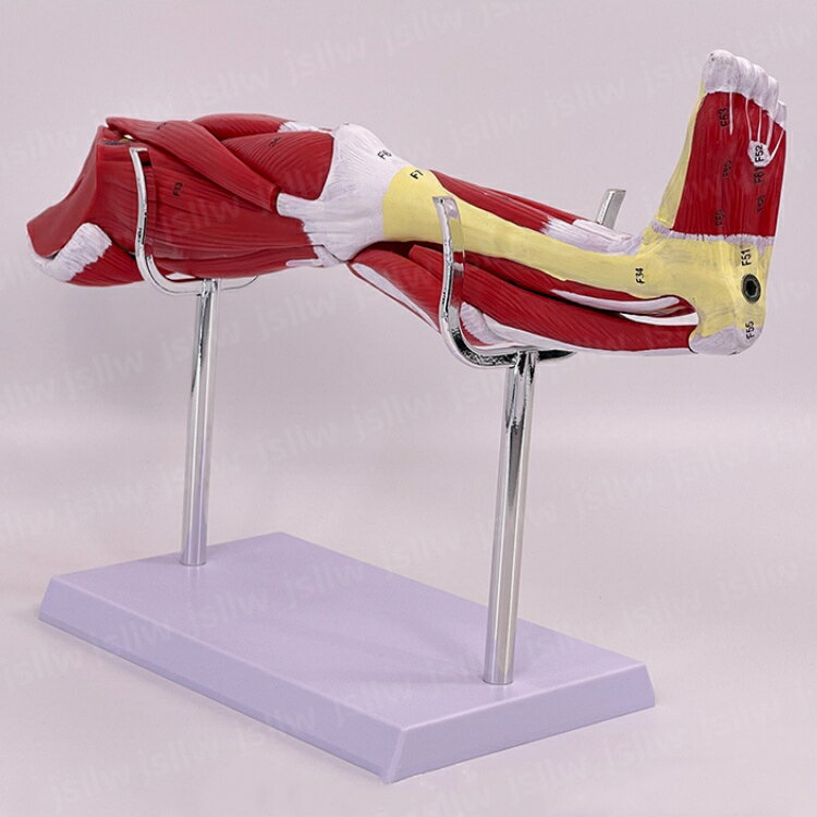 人体下肢筋肉構造モデル 筋肉解剖模型 下肢の筋肉分解 腓腹筋 膝窩筋 展示スタンド付き 取り外し可能 組み立て デラックスモデル 人体模型 教学用モデル 医学教育用 院内模型 施術説明用 3