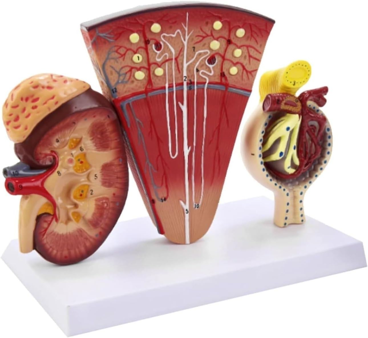 医療解剖教育用モデルツール 人体解剖学的腎臓モデル ネフロン糸球体尿医療モデル付き人体臓器腎臓モデル シミュレーションモデル解剖用研究用教学用モデル