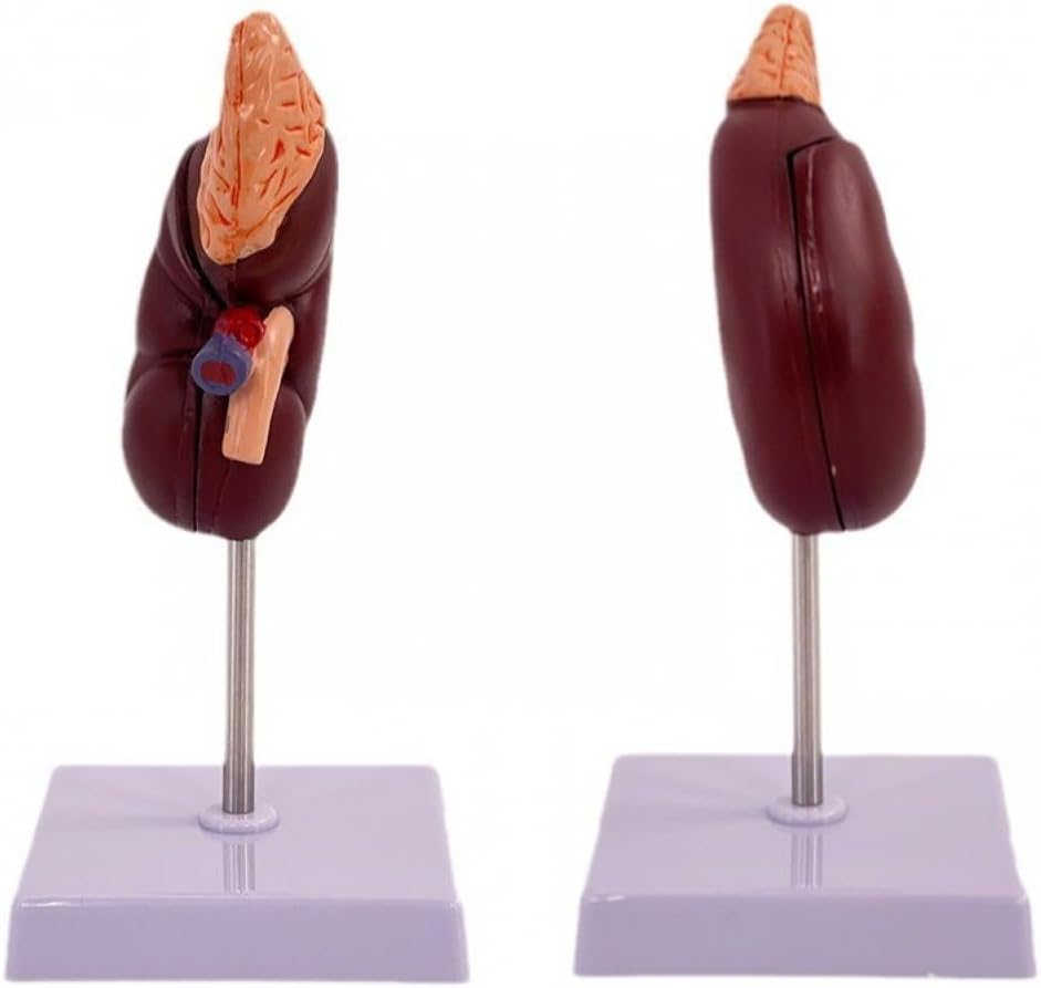 FINTRUEの腎臓モデル マネキン 腎臓解剖モデル 解剖学臓器モデル 人間の臓器モデル 解剖学的モデル 生物学デモンストレーション｜アングル2