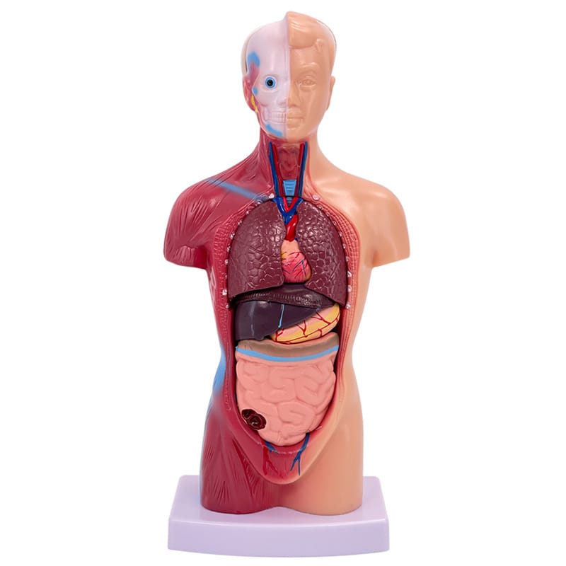 人体模型 28cm 15パーツ 人体解剖 内蔵 標本 台座安定タイプ 教育 学校 鍼灸 病院 パズル デッサン モ..