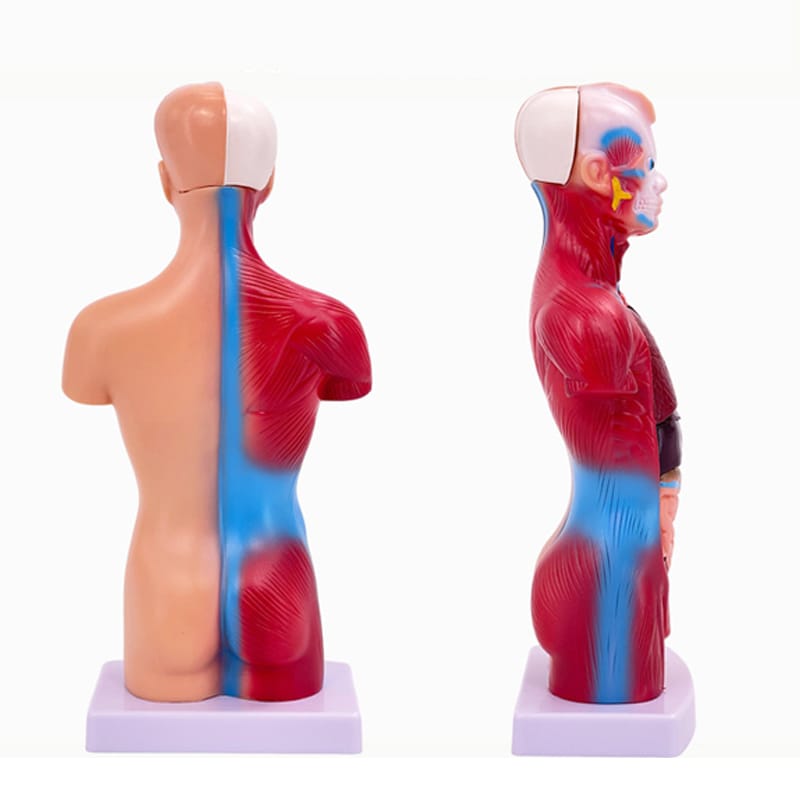 人体模型 28cm 15パーツ 人体解剖 内蔵...の紹介画像2
