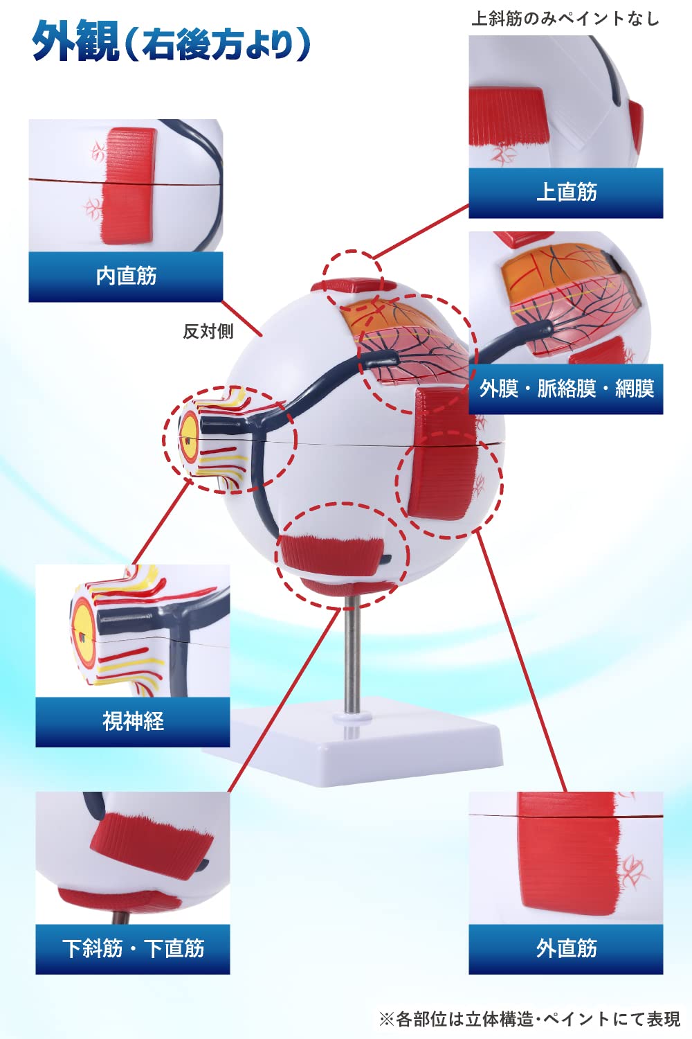 眼球模型 6倍サイズ 人体模型 人体解剖 立体モデル 3Dモデル パカっと開けて分解でる 3