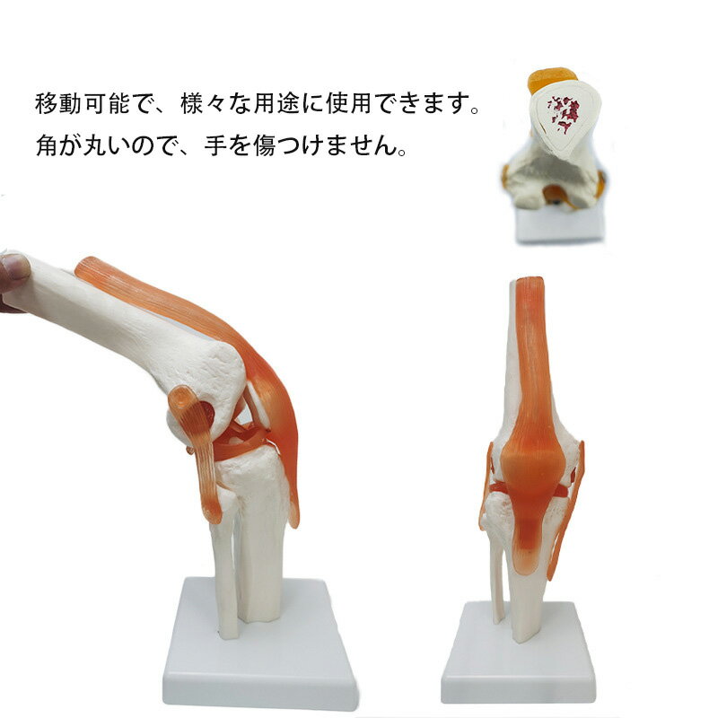 医療教育用人体骨格モデル 6 大関節（膝関節足関節手関節肩関節肘関節股関節）詳細構造再現 解剖学学習に最適 2