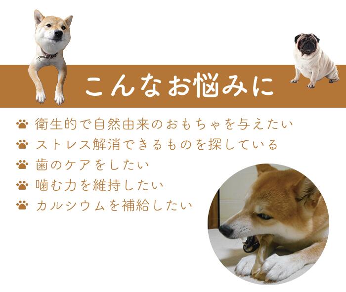 雲仙牧場鹿 犬用 鹿白角 1本犬用 国産 栄養補完食 無添加 無着色 おやつ ペットフード　ドックフード　カルシウム　アレルギー ガム 歯 骨 ストレス 国産 九州産 人気 鹿 角 小型犬 中型犬 大型犬