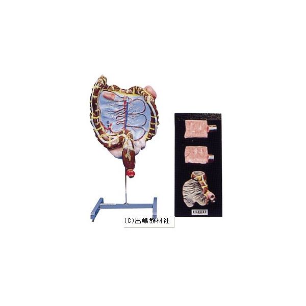 腸解剖模型