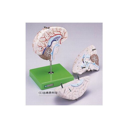 脳解剖模型 3分解 脳解剖模型 3分解