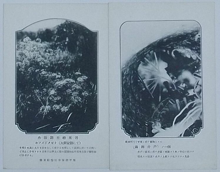 【中古】水源調査絵葉書　ホソバドクゼリ(大興安嶺にて)・関東州三十里堡に於いて実施したる「満洲井戸」の一例(絵葉書)