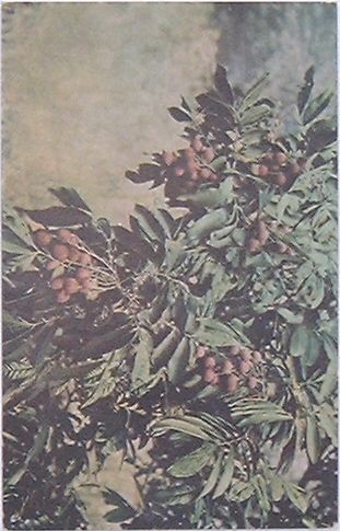 Rakuten - 【中古】台湾果物　蓮霧(絵葉書)