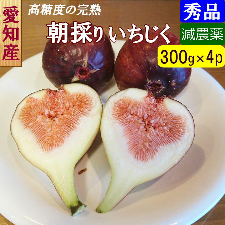 無花果 ✳︎ イチジク ✳︎ モントファベット 3年生 無農薬 苗木