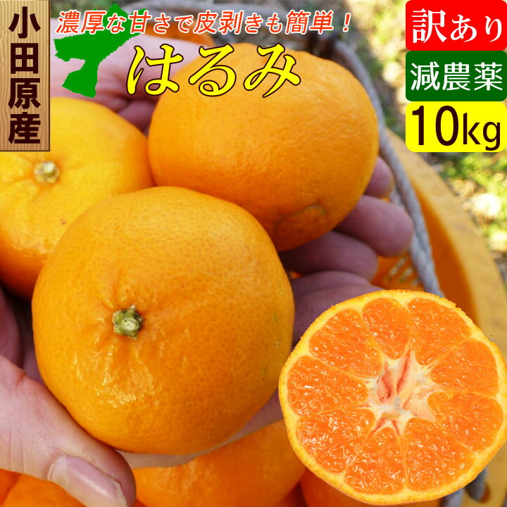 【送料無料】 小田原産 はるみ 訳あり 10kg 国産 産地直送 お取り寄せ 家庭用 小玉