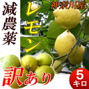 【送料無料】減農薬　国産レモン　訳あり　5kg 小田原産 ノーワックス 有機肥料 家庭用