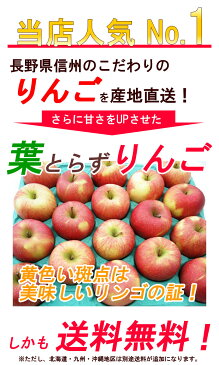 葉取らず リンゴ 訳あり 5kg サンふじ 長野産 リンゴ 送料無料 規格外 小布施