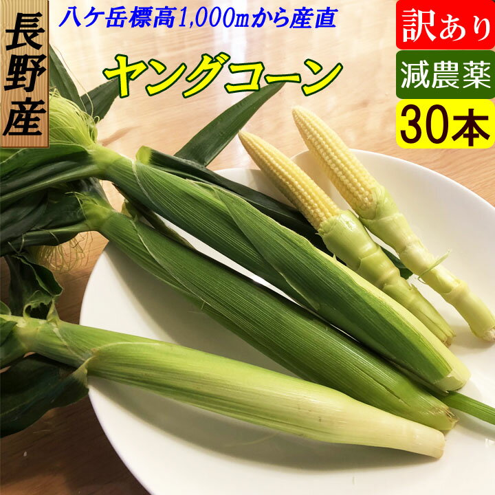 【送料無料】減農薬 八ヶ岳 ヤングコーン 皮付き 30本 朝獲れ産地直送！ベビーとうもろこしのサムネイル