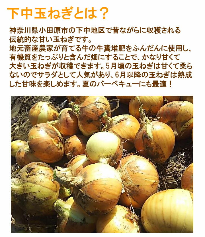 【送料無料】小田原産 下中玉ねぎ 正品 15kg 特別栽培 減農薬 たまねぎ 産地直送 お取り寄せ