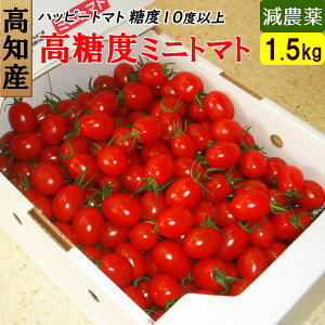 高知県 完熟 ハッピートマト 高糖度 ミニトマト 1.5kg 送料無料 産地直送 お取り寄せギフト