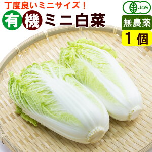 有機ミニ白菜　1個（約400g）　オーガニック　鍋野菜