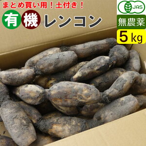 愛知産 有機レンコン 5kg（L,2Lサイズ）土付き 一箱まとめ買い 無農薬 オーガニック 泥付きレンコン