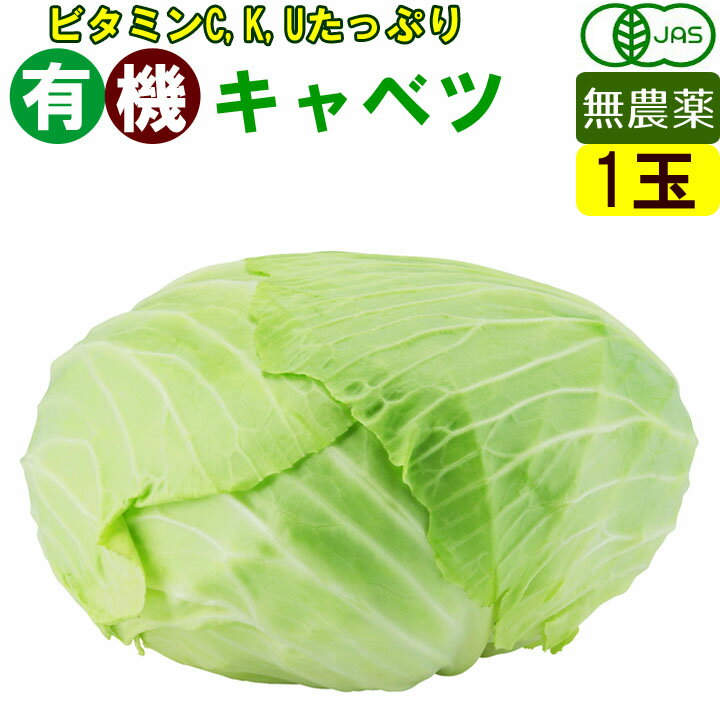 有機 キャベツ 1玉 無農薬 有機野菜 オーガニック 国産