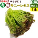 有機 サニーレタス 1玉 無農薬 有機野菜 オーガニック 国産