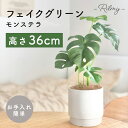 【お買い物マラソン限定★P20倍】 Rilmy インテリアグリーン モンステラ 高さ40cm ナチュラル ナチュラルインテリア フェイクグリーン 観葉植物 ナチ...